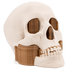 SimuBone™ Bone Modeling PLA - 1.75mm 750g - Digitmakers.ca